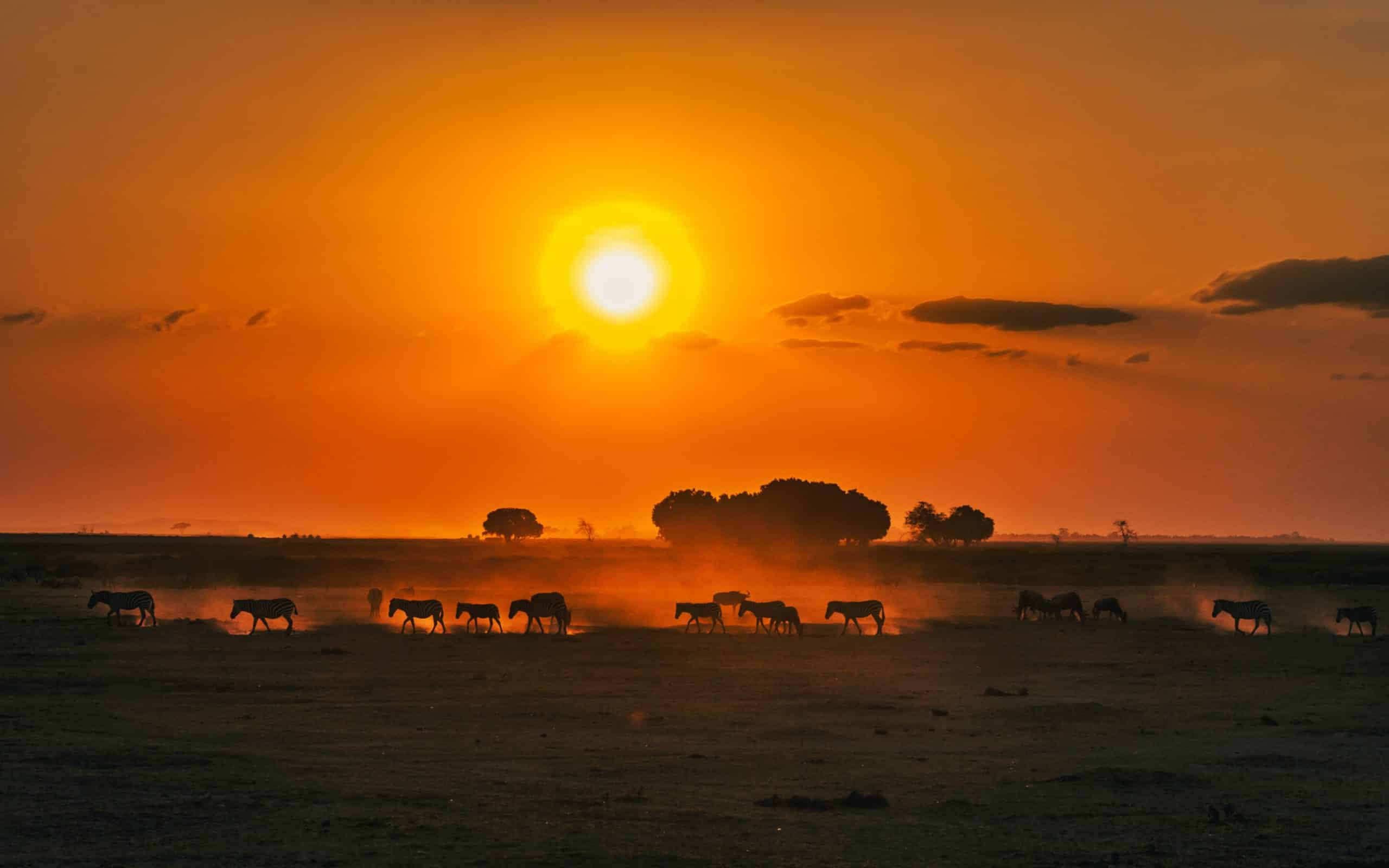 Kenija kao safari zemlja koja vrvi životom
