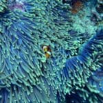 Zašto su koralji zanimljivi i koji su najveći grebeni na svijetu?