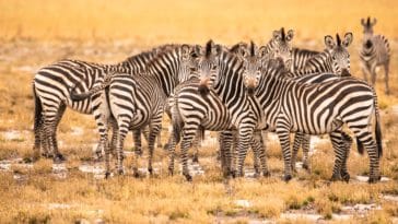 Zambija: utočište netaknutog krajolika i raznolikosti divljih životinja