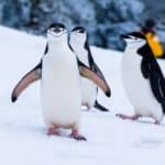 Putovanja na Antarktik: zašto posjetiti predivno zaleđeno carstvo?