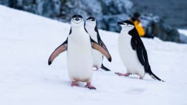 Putovanja na Antarktik: zašto posjetiti predivno zaleđeno carstvo?