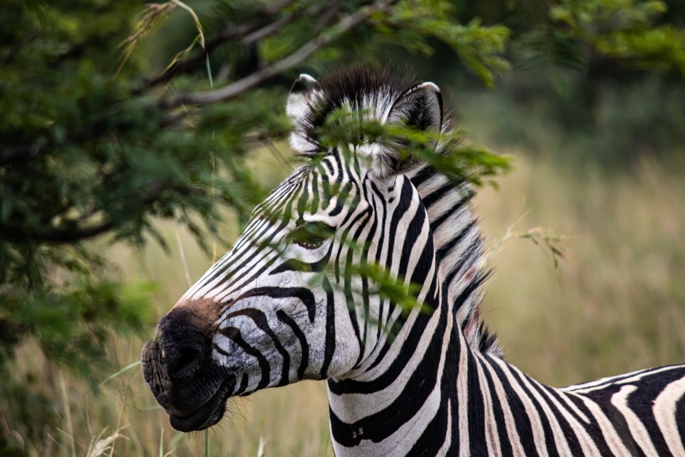 zebra u rezervatu