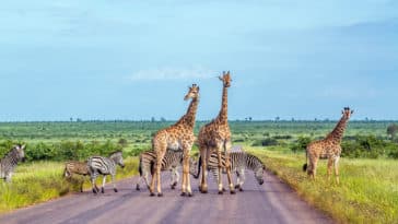 Afrika: 16 najboljih mjesta koje nudi ovaj divlji kontinent