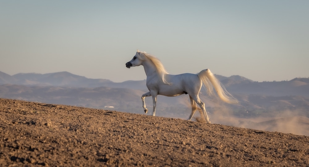 Arapski konji