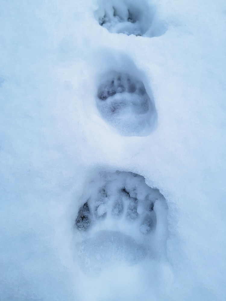 tragovi medvjeda u snijegu